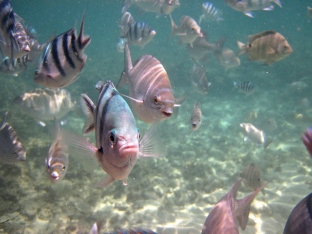 🏝️ 코마카 섬(코마카지마) 이미지 5